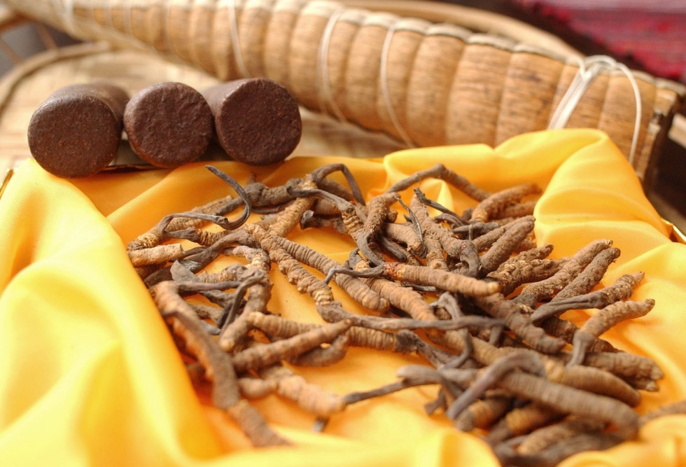 Cordyceps (foreground), a parasitic fungus that grows on, and eventually kills caterpillars. (Photo courtesy: scmp)