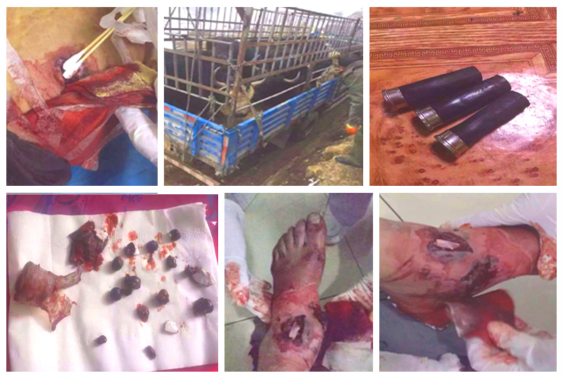 At least three Tibetans were seriously injured when Chinese police opened fire on them to help Chinese cattle thieves who had stolen and loaded their yaks in trucks in Serta. (Photo courtesy: thetibetpost.com)