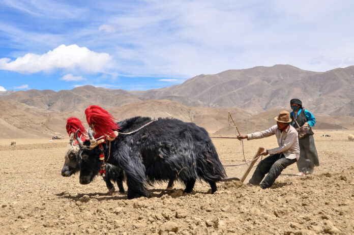 Tibetan Farmer