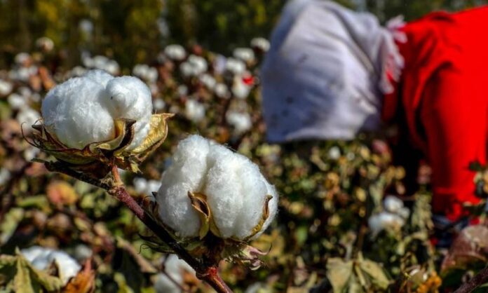 Over half a million under forced labour on Xinjiang cotton ...