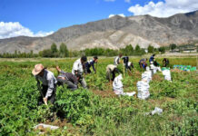 Coercive labour behind China’s promise of training 700,000 more Tibetan farmers, herdsmen?