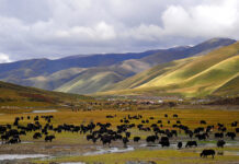 China decimates Tibetan campaign against industrial-scale slaughter of yaks