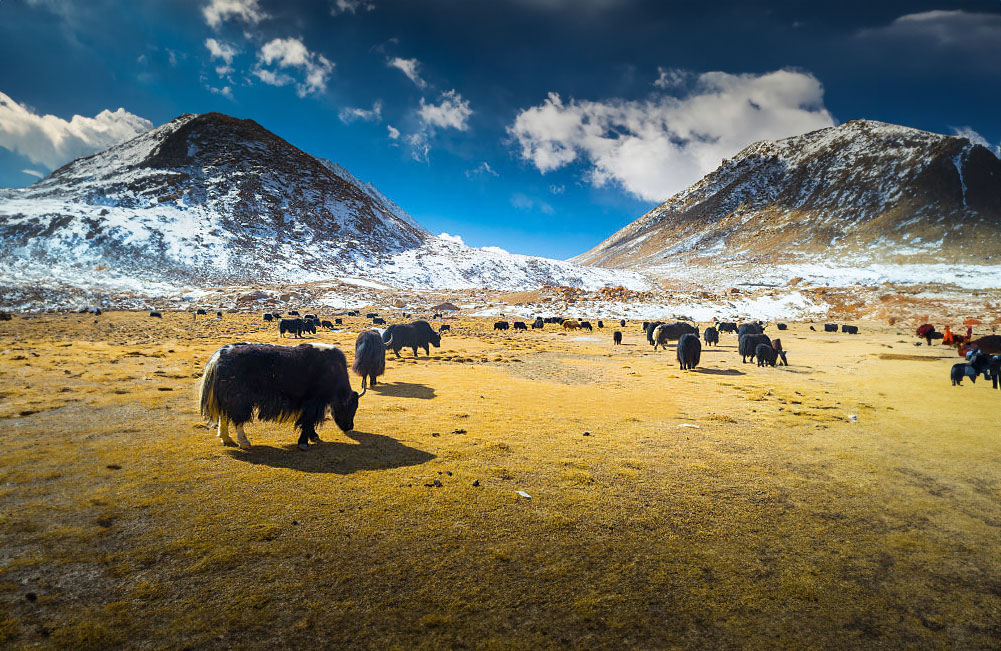 Ladakh herders seek mechanism for return of yaks straying across Tibet border