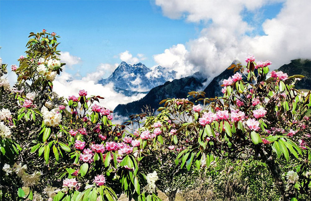 Study: One-third of Tibetan Plateau’s exceptionally rare plants are unique