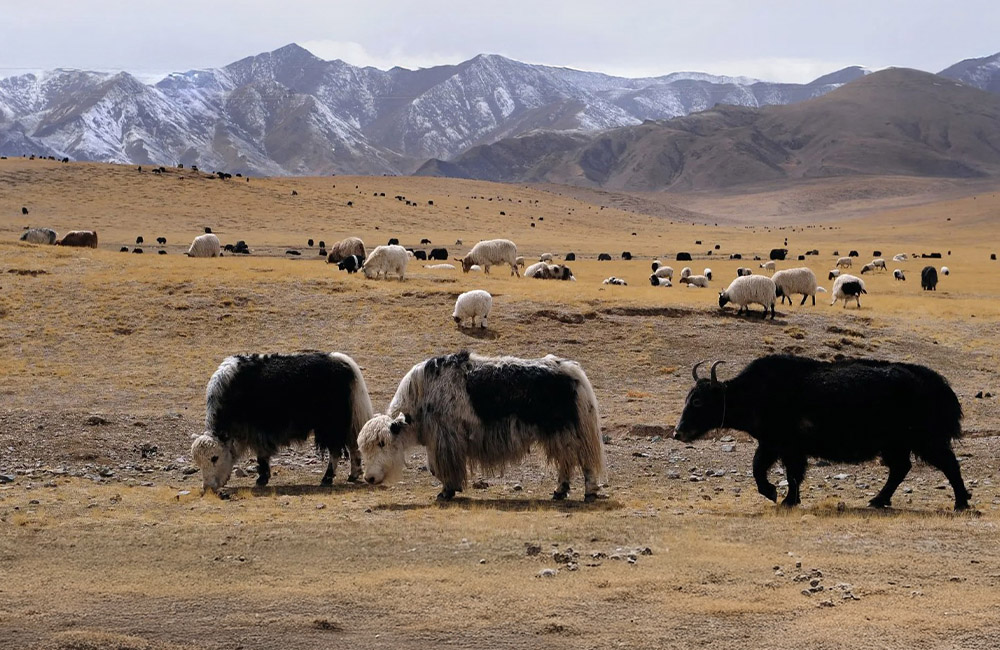 China seeks strategic biotech breakthroughs from Tibetan Plateau animal poops